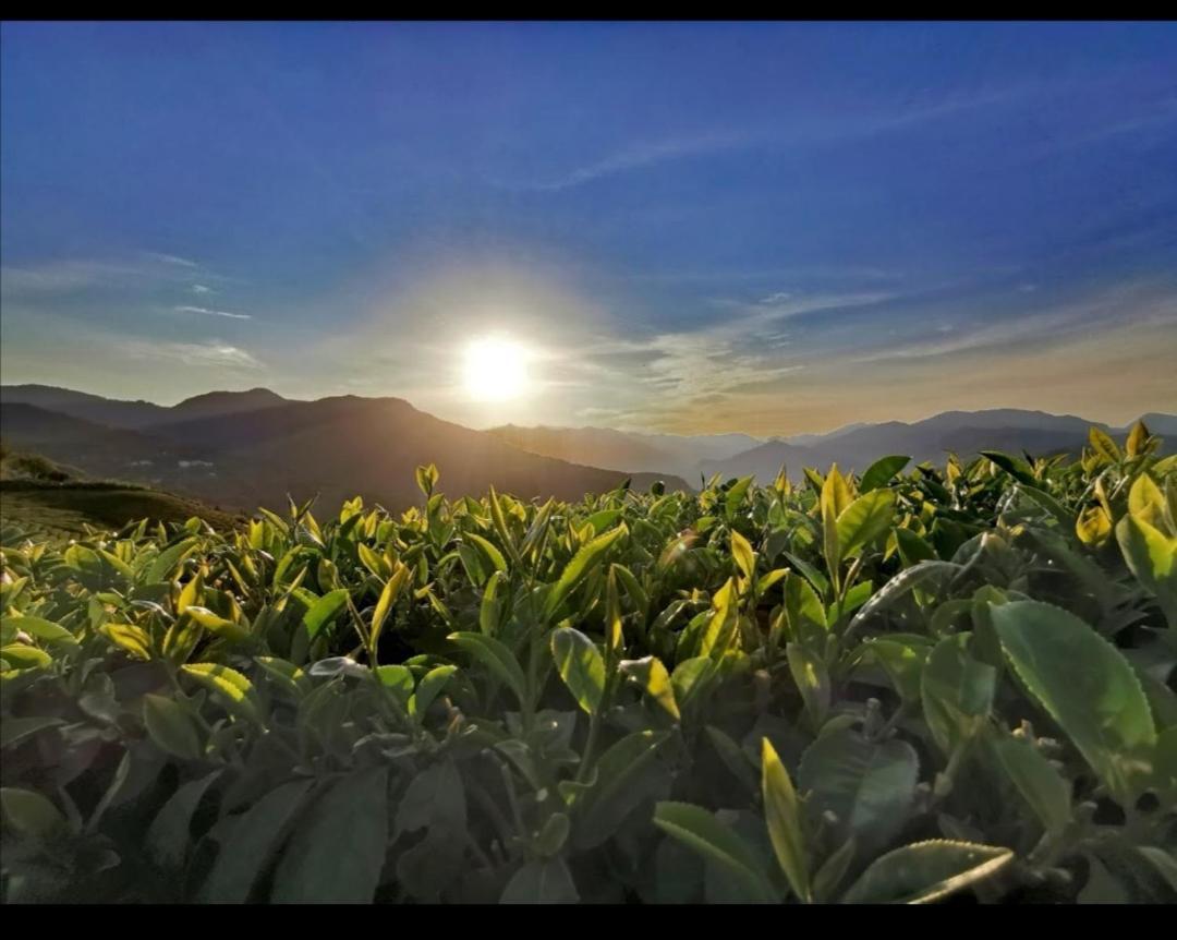 Alishan Tea Homestay Leye Exterior foto